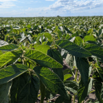 На Волині жінка самовільно обробила землю громади і отримала величезний штраф