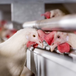 На Волині планують збудувати завод з переробки птиці та біогазову станцію