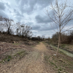 У Луцьку вздовж Сапалаївки вирізали дорослі дерева: архітектор заявив про знищення екосистеми