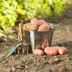 Яку картоплю садити у травні 2026 року: сорти, що дадуть великий урожай навіть після холодної весни