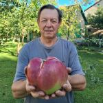 найбільше яблуко в Україні, Юрій Кожем'якін