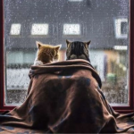 похолодання в Україні