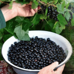 Міфи про підживлення смородини взимку: що дійсно шкодить вашому врожаю