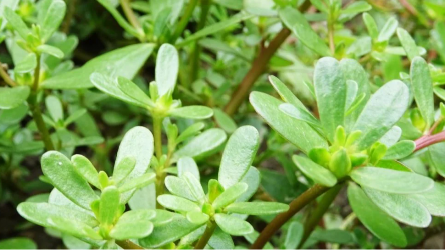 Як навесні позбутися портулаку на грядках: зробіть це негайно