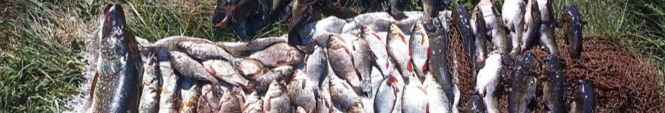 Наніс збитків на майже 150 тисяч: на Волині затримали браконьєра