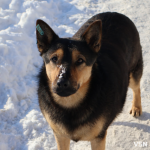 В Україні заборонили тримати тварин на ланцюгу та робити їм болючі операції