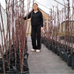 Волинянка 15 років вирощує троянди: на її полі — пів сотні сортів