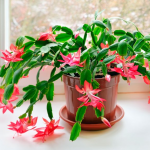 Чим підживити різдвяник, щоб він пишно зацвів до свят: дуже дієве і перевірене добриво