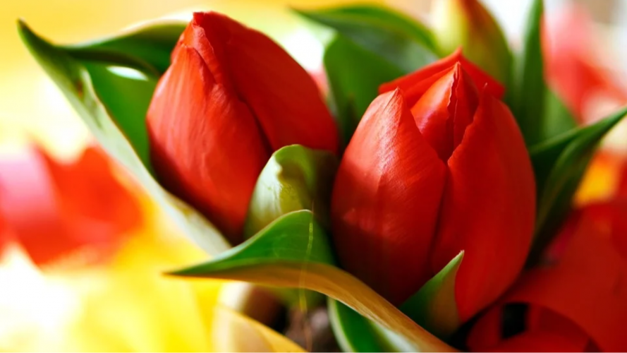 В чому секрет великих тюльпанів: п'ять правил догляду, які гарантують пишне цвітіння