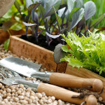 пророщування насіння