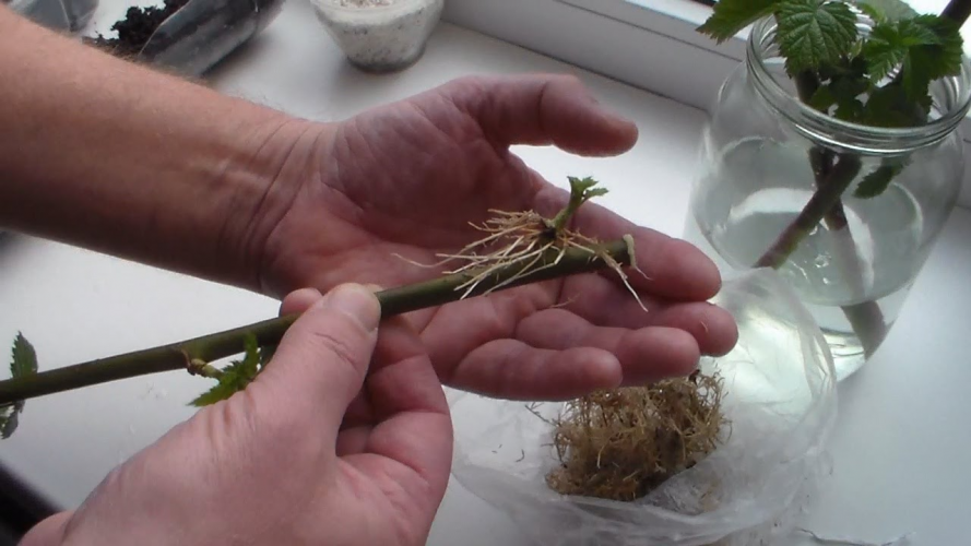 способи вкорінення розсади