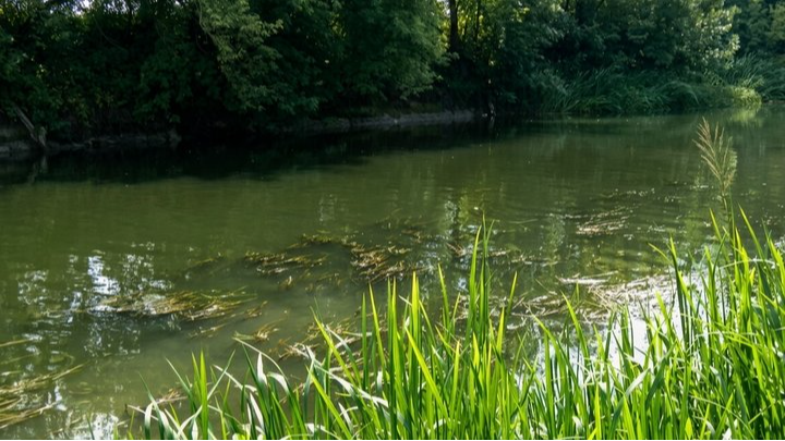 Водорості та очерет на пляжі: коли у Луцьку розчистять річку Стир