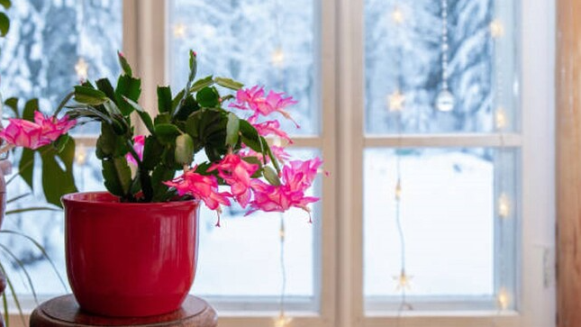 До Різдва точно зацвіте: найдієвіше добриво для різдвяника