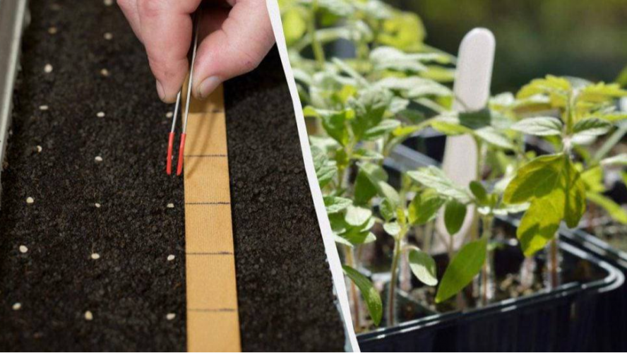 Коли і що сіяти на розсаду - проста шпаргалка для городника