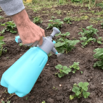 Як зробити полуницю більшою і солодшою: лайфхак з аспірином