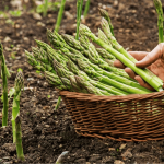 Спаржа, батат і кавуни: які незвичні культури вирощують на Волині