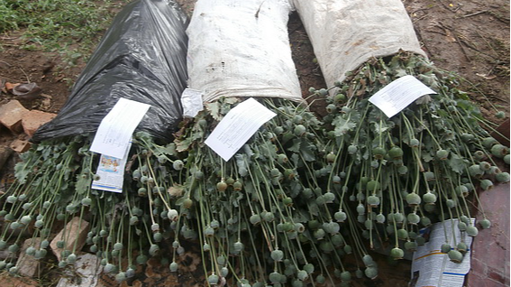 Переселенець з окупованого Мелітополя постане перед судом за вирощування маку на Волині