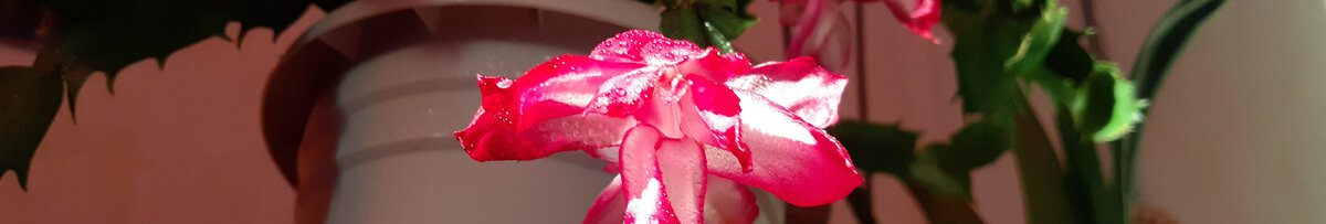 Як змусити різдвяник цвісти: поклала один фрукт – і він «викинув» бутони