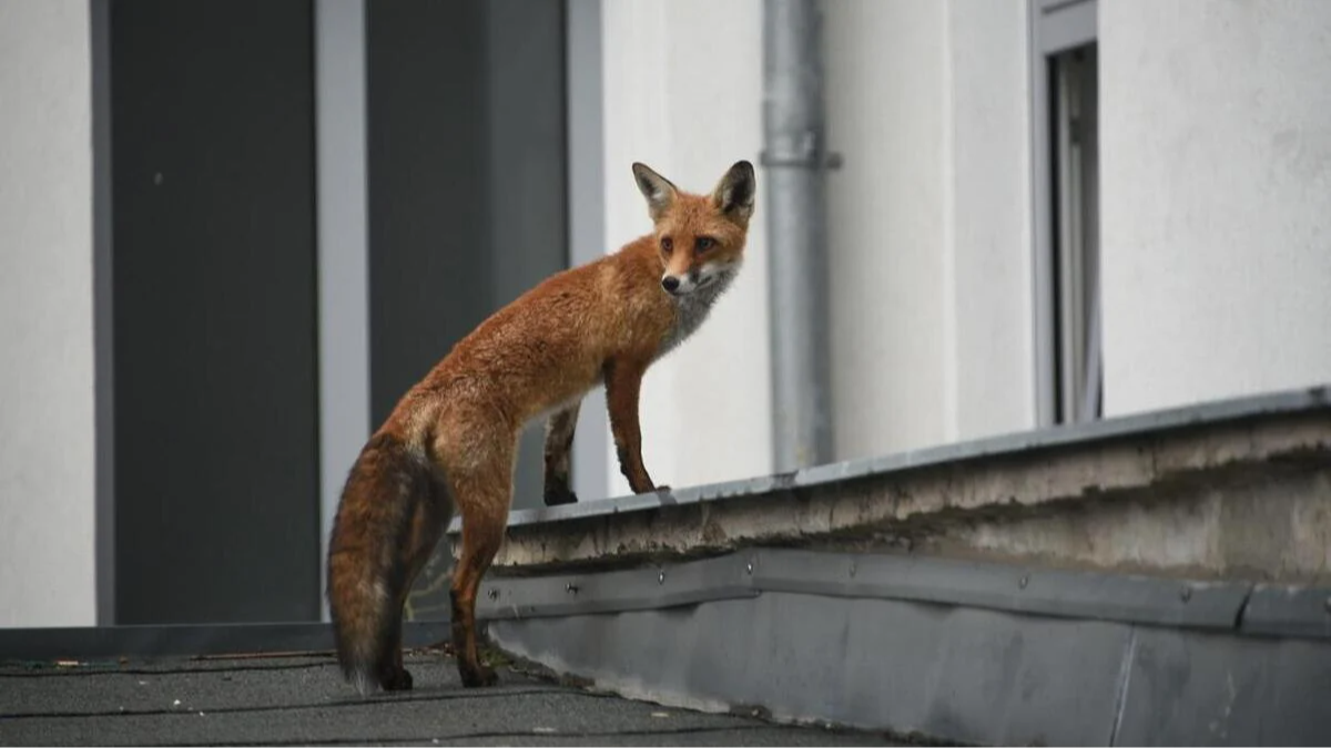 Лисиця у Рівному