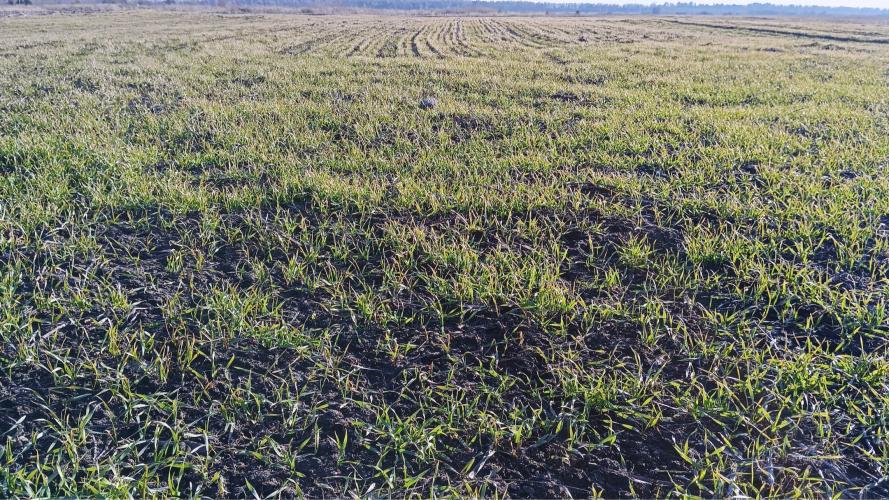 На Волині стартувала весняна посівна