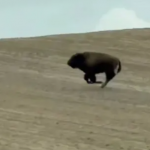 З ферми на Волині втекла бізонка: тварина зникла після переселення і досі не знайдена