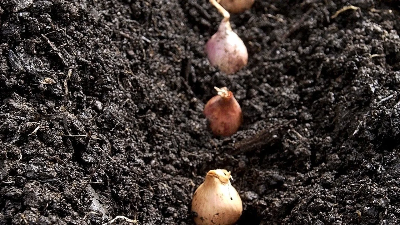 Кінець листопада - початок грудня - найкращий час для посадки озимої цибулі: сприятливі дні за місячним календарем