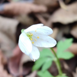На Волині в середині грудня зацвіла анемона: науковці пояснили незвичне явище