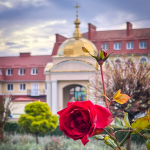Передріздвяне диво у Луцьку: біля собору посеред зими розквітли квіти