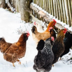 Чим годувати курей взимку: секрет, як збільшити несучість у 2 рази