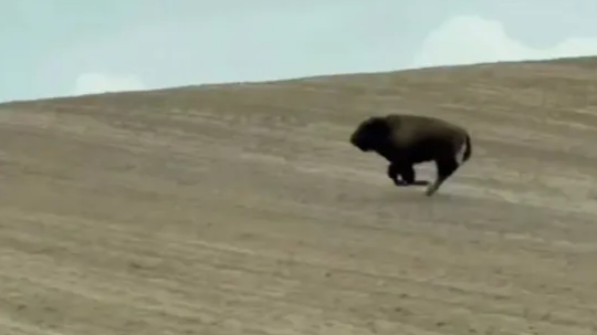 З ферми на Волині втекла бізонка: тварина зникла після переселення і досі не знайдена