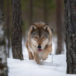 На Волині знову фіксують сліди вовків: місцеві жителі занепокоєні, а громади звертаються до влади