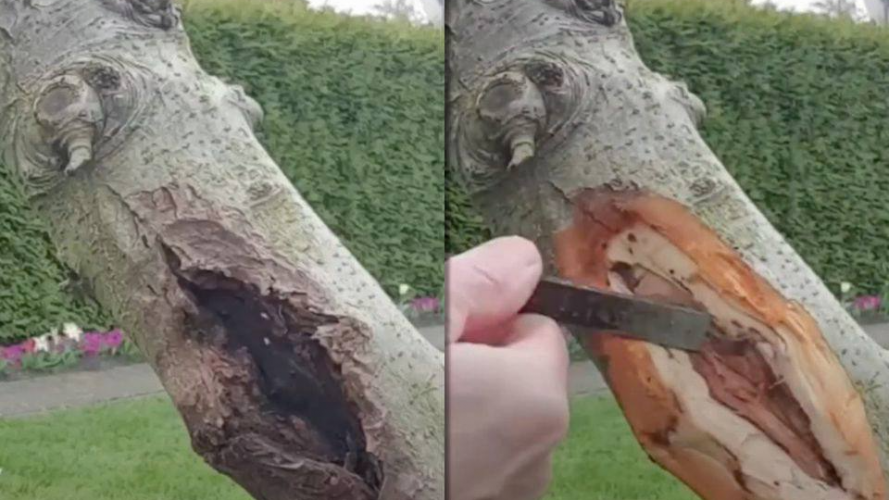 Чому плодові дерева взимку «тріскаються»: як їх захистити