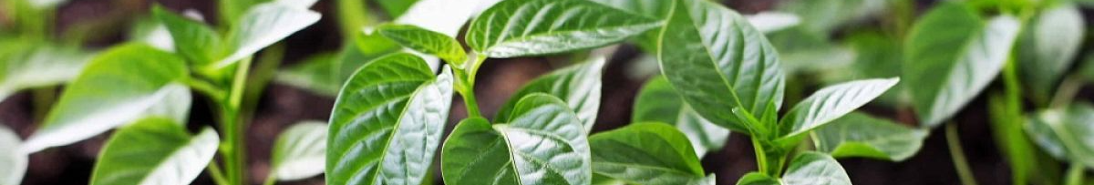 Коли взимку 2026 садити перець на розсаду: найкращі дні за місячним календарем