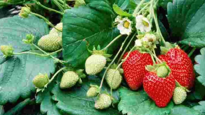 вирощування полуниці