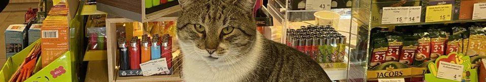 Кіт-директор: у продуктовому магазині в Луцьку з'явився пухнастий працівник