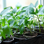 У які дні січня і лютого 2026 року садити болгарський перець на розсаду: не пропустіть ці дати