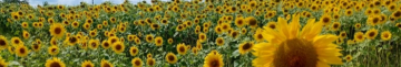 Не помітити цієї краси неможливо: де на Волині квітнуть соняшники. Фото