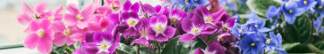 Не гниють і не в’януть: як змісити фіалки цвісти роками