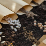 посів насіння