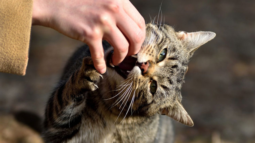 На Волині через сказ у кота запровадили карантин