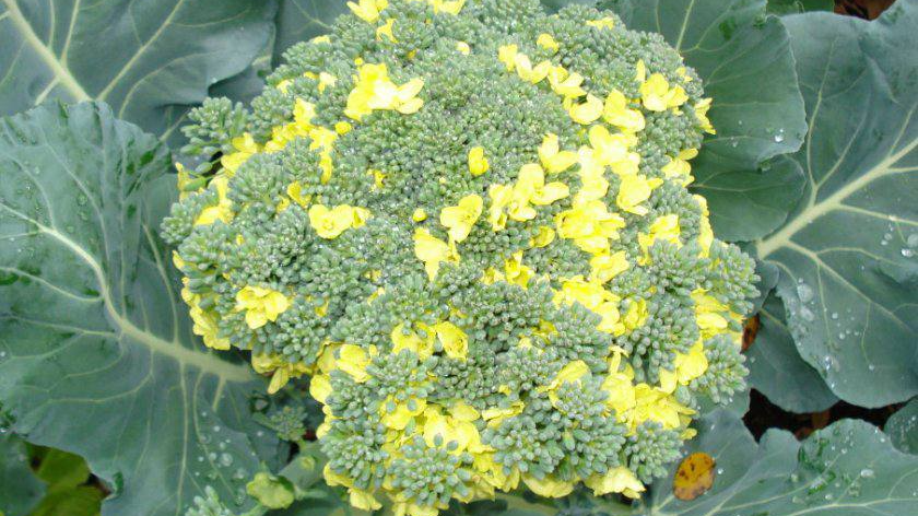 Чому броколі та цвітна капуста йдуть у цвіт і як цього уникнути