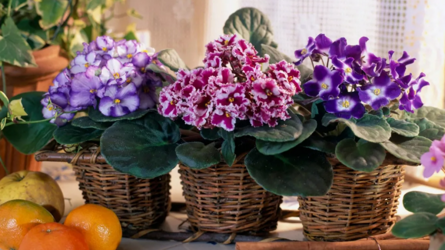 Фіалки почнуть квітнути без перерви: копійчане підживлення для вазона навесні