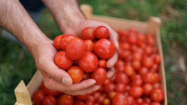 До 20 кг плодів з куща: які сорти помідорів дають високий врожай