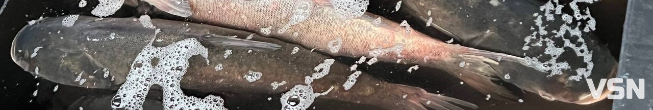 Скільки коштує жива та заморожена риба на ринку у Луцьку?