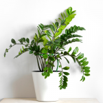 Чому заміокулькас не пускає нові пагони: як підживити вазон, щоб він почав миттєво рости