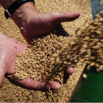 Словаччина призупиняє імпорт українського зерна