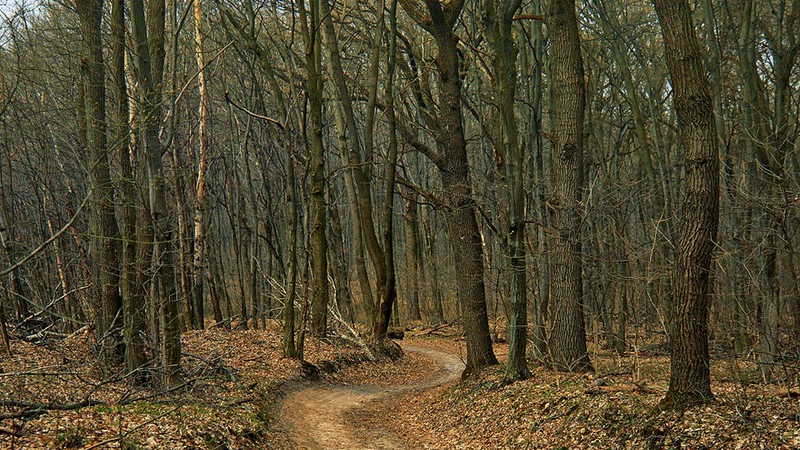 Пішла по гриби й не повернулася: на Волині в лісі знайшли тіло жінки
