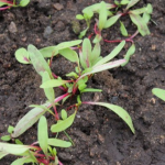 Як сіяти буряк, щоб потім не проріджувати: дієві способи