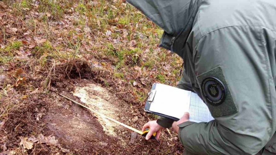 Понад 8 мільйонів гривень збитків: на Волині викрили масштабну незаконну вирубку лісу