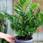 Всього 2 таблетки цього підживлення - і доларове дерево випустить безліч нових і молодих листочків